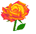 a organge-ish rose