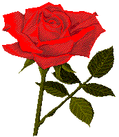 A rose.